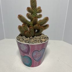 Golden Star Cactus 🌵 (mamilaria bronze)