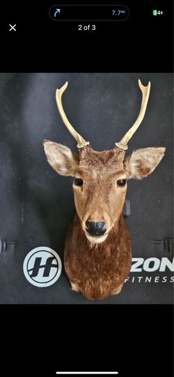 Taxidermy Sika Shoulder Mount Deer Decor Antler