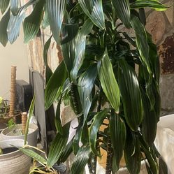 Giant Dracenea Tree Over 6ft Tall 