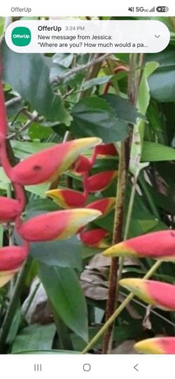 Lobster Claw Heliconia Potted plant Landscape plant
