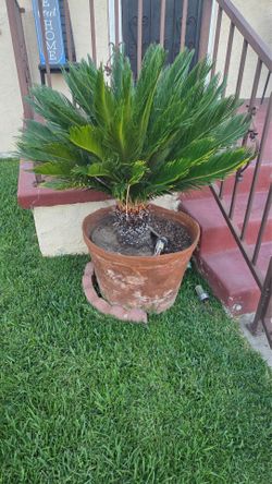 Sago Palm Trees