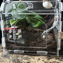 Bioactive Set Up For A Regal Jumping spider. Add Items Like A Hydration Station! 