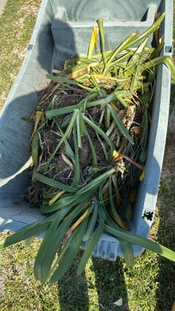 Free Agapanthus bulbs