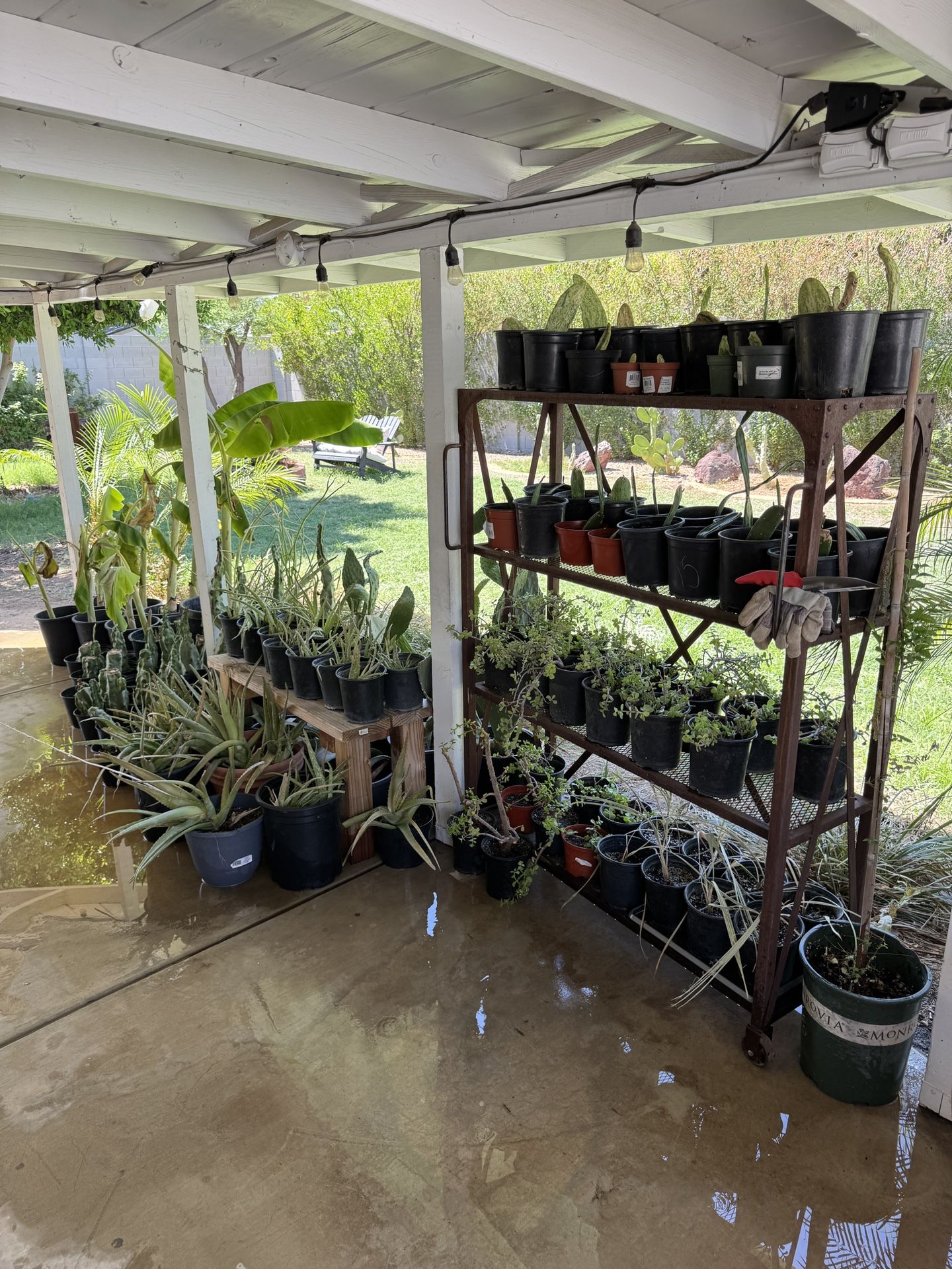 HUGE PLANT SALE