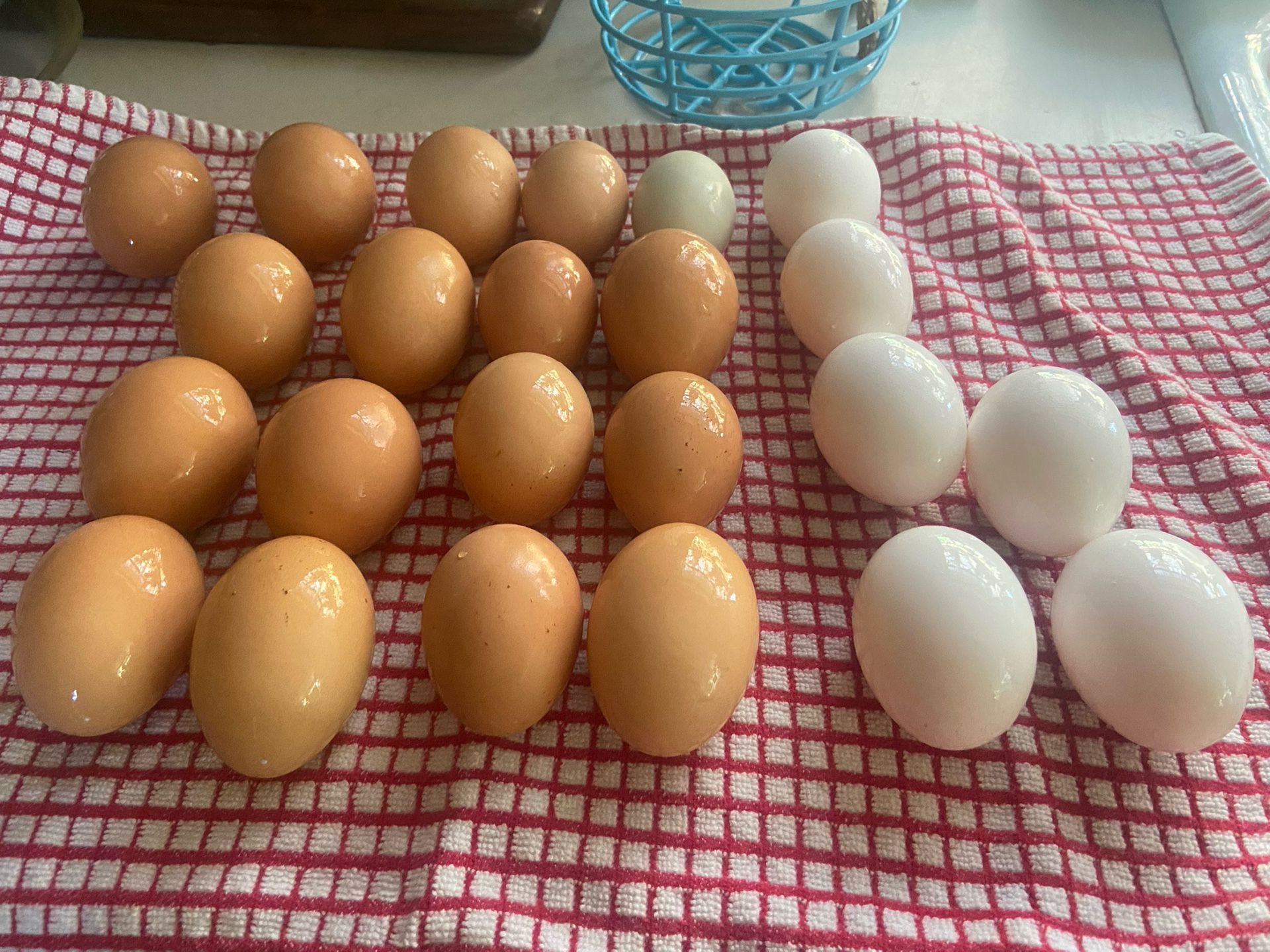 Fresh Eggs