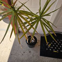 Tall Dragon Tree Plant – Easy Care Indoor 🌿