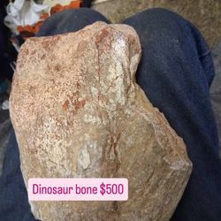 Dinosaur Bone