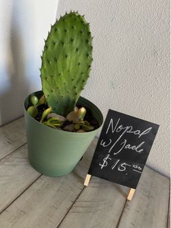 Cactus