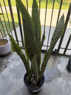 Snake plant