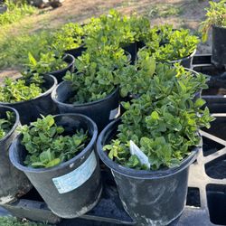 🌿 Fresh Mint Plants for Sale 