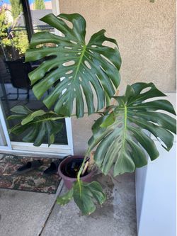 Monstera