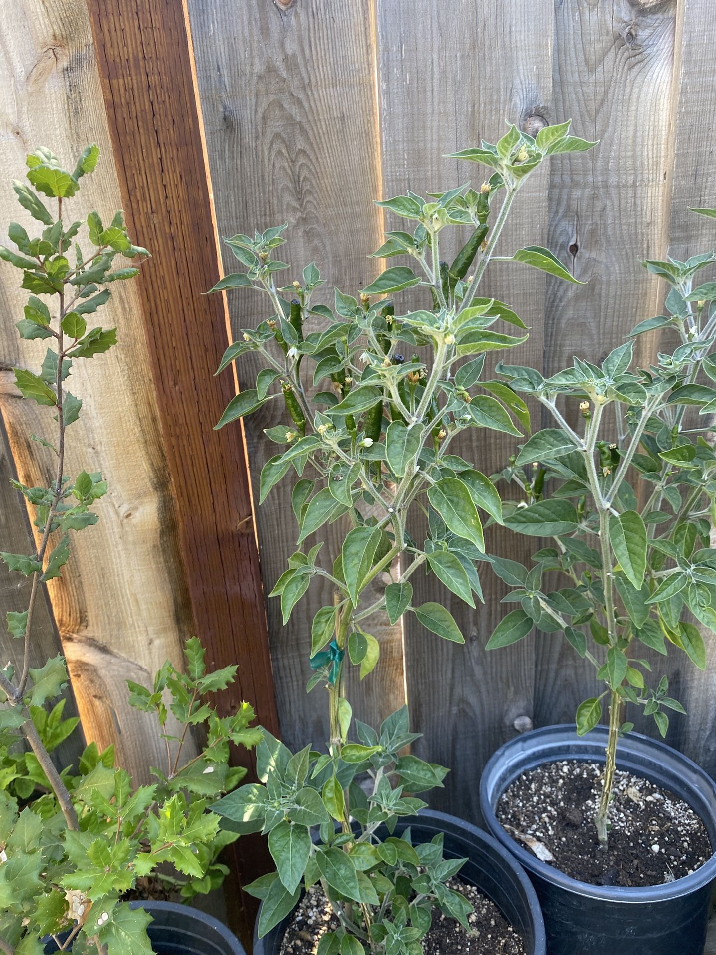 Plantas De Chile Negro Y Del Rojo Ala Venta En Maceta De 5 Galones Ala Venta