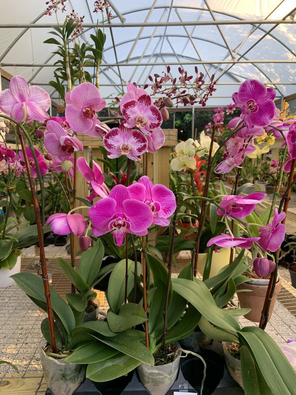 Phalaenopsis orchids for Sale in FL, US OfferUp