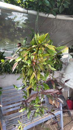 Plant