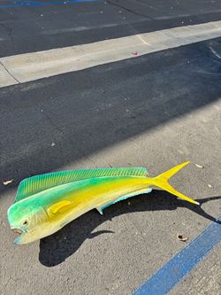 Mahi-Mahi Dorado  Fish Mount Taxidermy-Great for Mancave!!