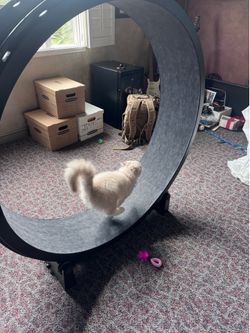 Cat exercise wheel