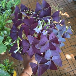 Purple Shamrock Plant