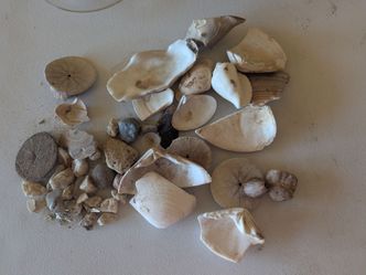 Good jewelry making stuff. Shells