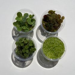 Floating Plants For Fish Tank
