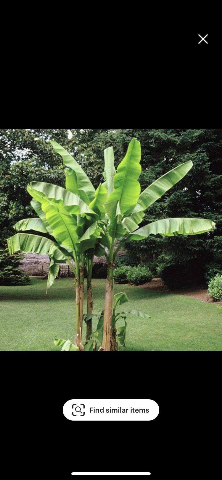 Housplant Banana Plant