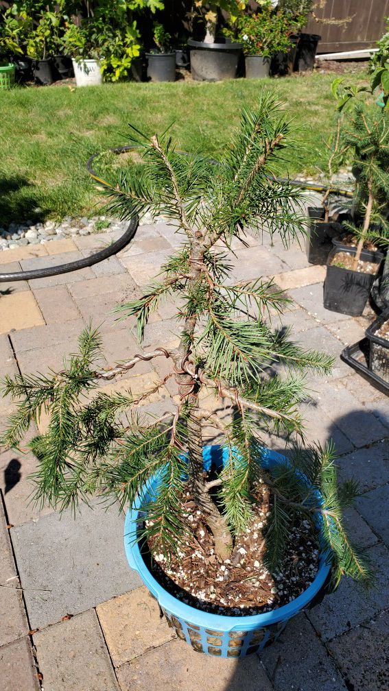 Bonsai Fir / (SOLD) Douglas Fir - Eudai Bonsai / Bonsai planting is an ancient cultivation method originating in china and later spreading to eastern asian countries like korea and japan.