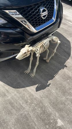 Halloween Decorations