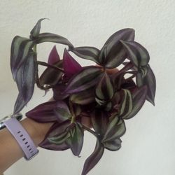 Tradescantia Zebrina Plant Cuttings