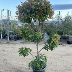 Xsylasma Topiary Bonsai Plant 