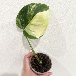 Monstera Aurea 