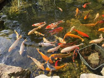 Koi Fish for Sale - Variety