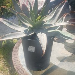 💎 LARGE 5-GAL ‘GHOST ALOE’ – RARE MATURE BLOOMING BEAUTY! 💎