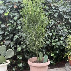 Homegrown Extremely Large Fire sticks With Extra Bonus Green Cactuses In Extra Large Pot