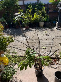 Hawaiian Longan Airlayer Tree 4fts Tall