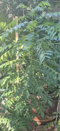 Plantas grandes de curry en maseta