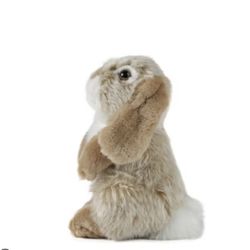 Holland lop bunny