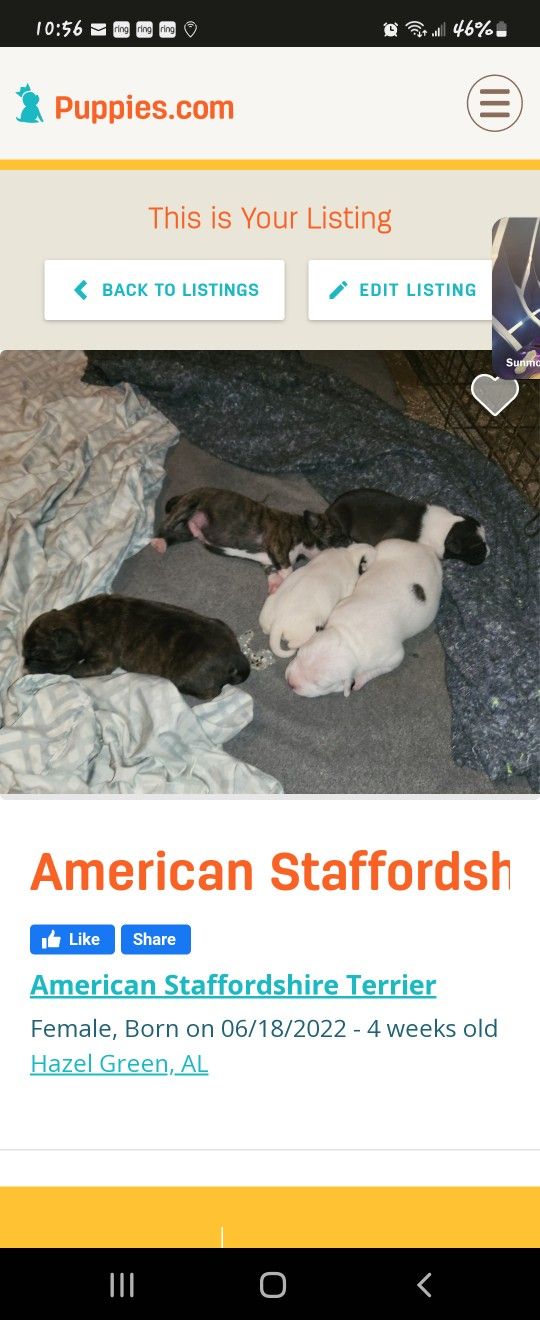American Staffordshire Ter