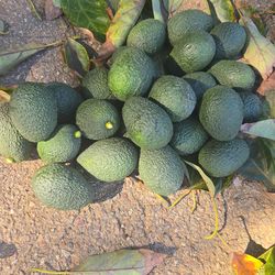 Avocados Fresh Lakeside Avocados $10 for 15 Delicious tasting On ice now Come pick up now DM for location details