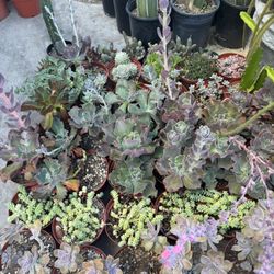 Succulent Plants 