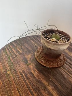 RARE Drimia Intricata 