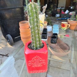 Cactus In Ceramic Pot