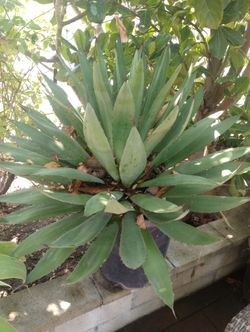 Agave Plant $30