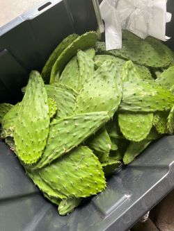 Nopales