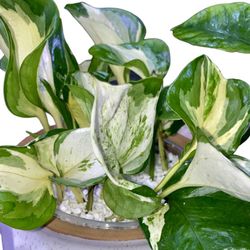 Beautiful Manjula Pothos Starter Plant