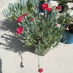 Carnation Plant In 1 Gal Pot