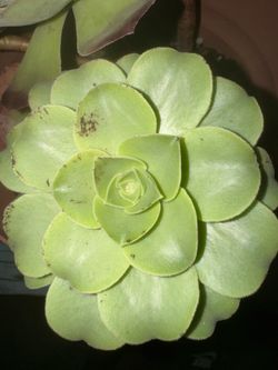 Plants R Us specialize in Pothos & succulents