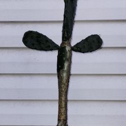 Tuna Cactus 🌵 Plant 