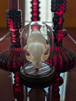 Cat Skull in Glass Dome Taxidermy Oddity
