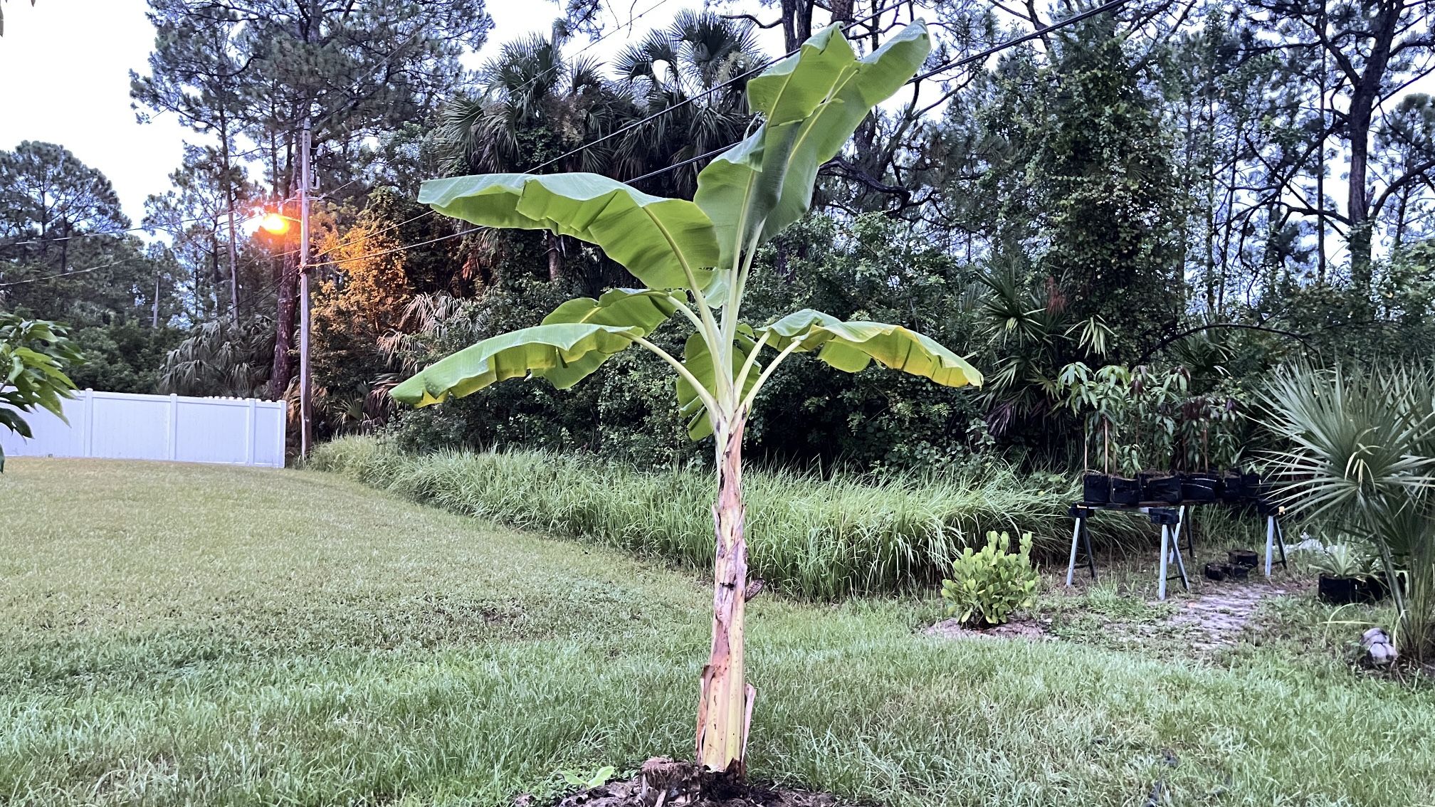 Banana Plant About 10 Ft 