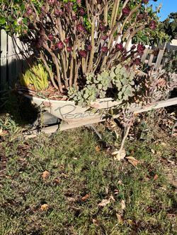 Garden real plants in wheelbarrow - - garden planter comes with plants. Tire needs air or replaced but not needed because it just seats in garden stu