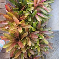 Bromeliad 